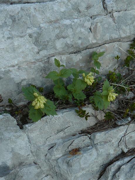 Paederota lutea / Bonarota gialla